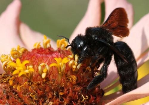 Xylocopa violacea